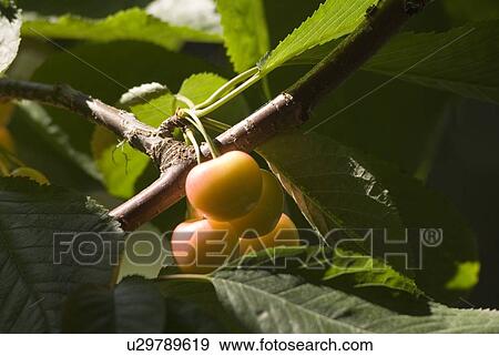Stock Photo - Rainier cherries, a hybrid between Bing and Van cherries, Okanagan Centre, BC Canada. Fotosearch