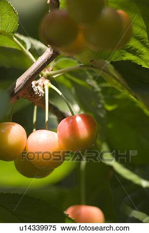 Rainier cherries, a hybrid between Bing and Van cherries, Okanagan Centre, BC Canada View Large Photo Image Stock Photography - Rainier cherries, a hybrid between Bing and Van cherries, Okanagan Centre, BC Canada. Fotosearch