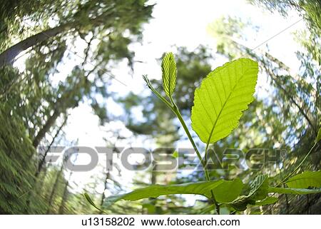 Red alder (Alnus Rubra) in the forest of Olympic National Park View Large Photo Image Stock Image - Red alder (Alnus Rubra) in the forest of Olympic National Park. Fotosearch
