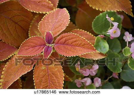Red Coleus plant, Burlington, Ontario. View Large Photo Image Stock Photograph - Red Coleus plant, Burlington, Ontario.. Fotosearch