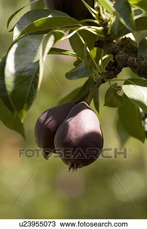 Stock Image - Red pears in orchard, Okanagan Centre, BC Canada. Fotosearch