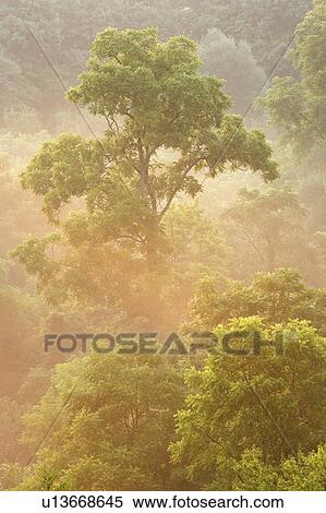 Short Hills Prov. Park, Forest in Fog, near St. Catharines, Ontario, Canada View Large Photo Image Stock Photography - Short Hills Prov. Park, Forest in Fog, near St. Catharines, Ontario, Canada. Fotosearch