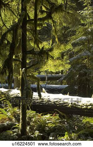 Stock Image - Snowy trees of old growth forest in Cathedral Grove in MacMillan Provincial Park, near Port Alberni, Vancouver Island, BC. Fotosearch