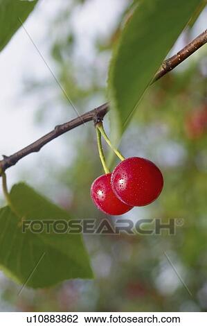 Stock Image - Stem with two red cherries hanging from branch of tree, Ontario. Fotosearch