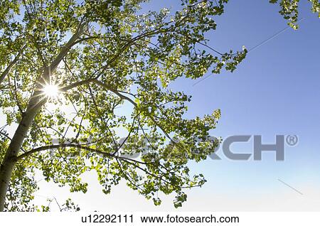 Stock Image - Sun shining in trees, Saskatchewan. Fotosearch