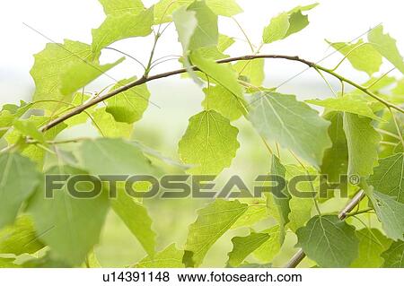 Tree branches, Poland View Large Photo Image Stock Photo - Tree branches, Poland. Fotosearch