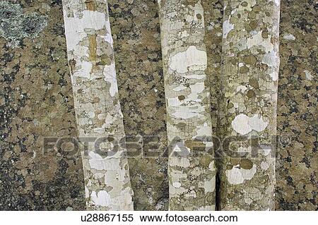 Stock Photography - Tree trunks and rock abstract - Port L'Hebert Pocket Wilderness Park, Nova Scotia. Fotosearch