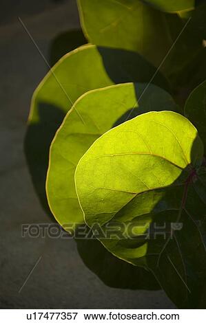 Stock Photo - Tropical Green Leaf. Fotosearch