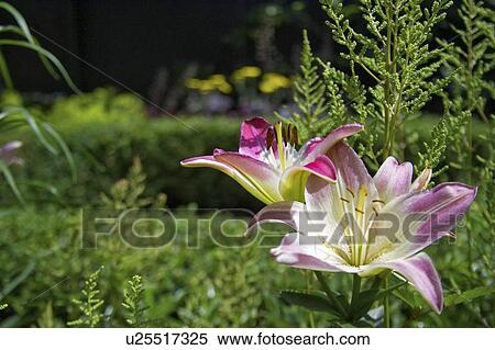 Trumpet hybrid lilies in a garden, Canada, Ontario View Large Photo Image Stock Photography - Trumpet hybrid lilies in a garden, Canada, Ontario. Fotosearch