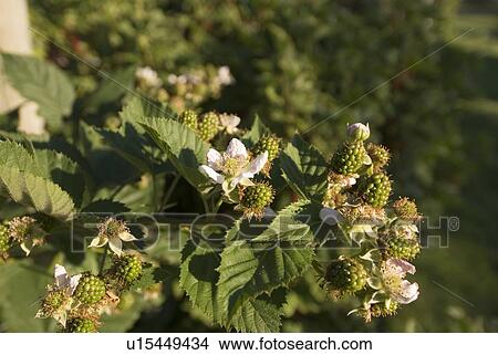 Unripe blackberries on bush, Okanagan Centre, BC, Canada View Large Photo Image Picture - Unripe blackberries on bush, Okanagan Centre, BC, Canada. Fotosearch