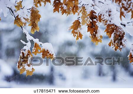 Stock Image - View of oak leaves and snow, Monteregie region, Brossard, Quebec, Canada. Fotosearch