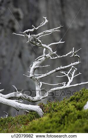 Stock Image - View of old tree, Trinity, Newfoundland, Canada. Fotosearch