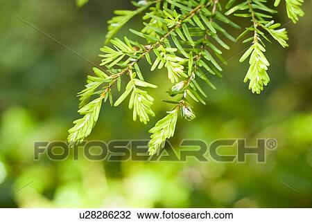 Stock Image - Western hemlock (Tsuga Heterophylla) in Olympic National Park. Fotosearch