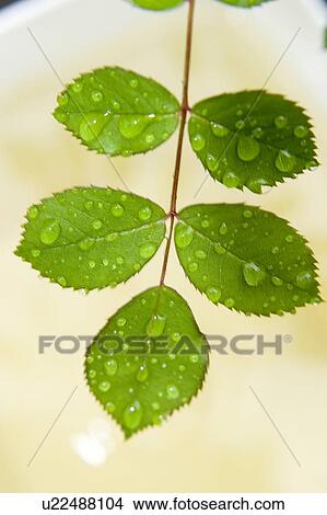 Wet leaves, Winnipeg, Canada View Large Photo Image Picture - Wet leaves, Winnipeg, Canada. Fotosearch