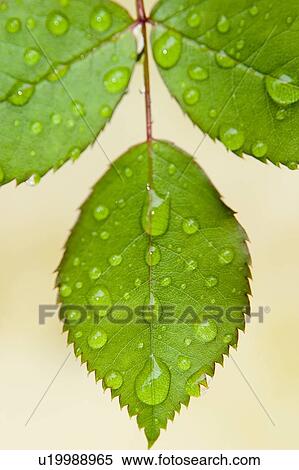 Stock Photography - Wet leaves, Winnipeg, Canada. Fotosearch