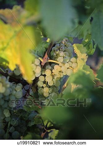Stock Image - White grapes on the vine, in vineyard, Napa Valley, California. Fotosearch