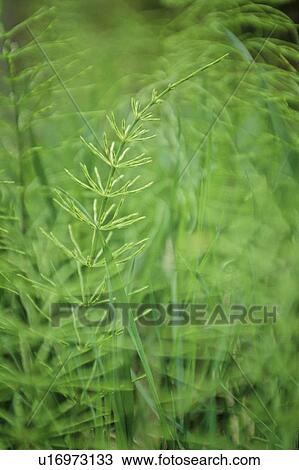 Stock Image - Wild grass, near creek at Pemberton, BC. Fotosearch
