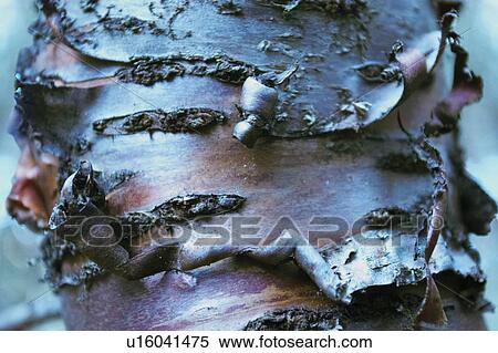 Stock Photography - Birch Tree, Baysville, Ontario.. Fotosearch