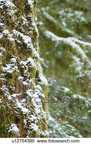 Close up of snowy trees of old growth forest in Cathedral Grove in MacMillan Provincial Park, near Port Alberni, Vancouver Island, BC View Large Photo Image Stock Photography - Close up of snowy trees of old growth forest in Cathedral Grove in MacMillan Provincial Park, near Port Alberni, Vancouver Island, BC. Fotosearch