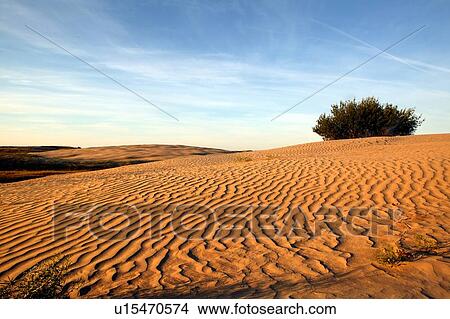 Desert-like conditions in the fragile ecosystem of the Great Sand Hills of Saskatchewan, Canada View Large Photo Image Picture - Desert-like conditions in the fragile ecosystem of the Great Sand Hills of Saskatchewan, Canada. Fotosearch