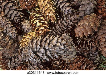Stock Image - Douglas Fir cones gathered in pile, Whistler, BC. Fotosearch