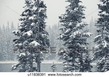 Stock Image - Elbow Lake at Elbow Pass, Peter Lougheed Provincial Park, Alberta, Canada. Fotosearch