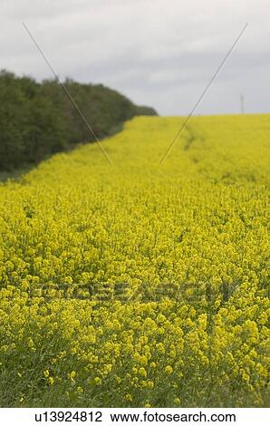 Stock Image - Field of canola in bloom; Canada, Saskatchewan,. Fotosearch