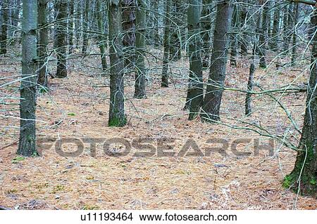 Forest, Baysville, Ontario. View Large Photo Image Picture - Forest, Baysville, Ontario.. Fotosearch