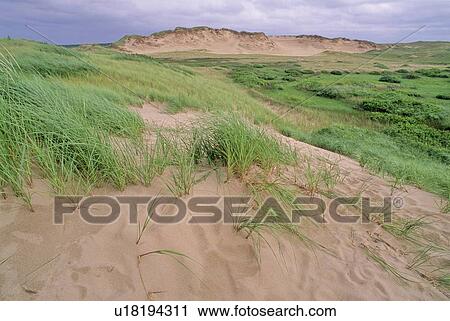 Stock Image - Fragile grass holds sand dunes in place, PEI Nat'l Pk. Fotosearch