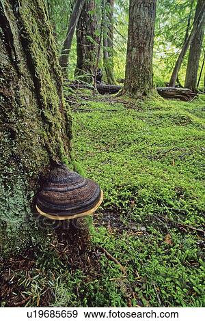 Stock Photo - Fungus grows on the side of fir tree, mossy forest floor, Whistler, B. C.. Fotosearch