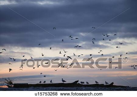 Stock Photo - Gulls on the Niagara River - Niagara Falls, New York, USA. Fotosearch