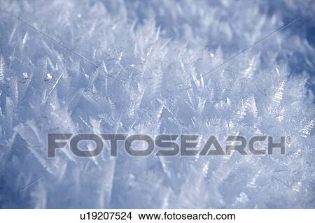 Picture - Ice crystal forest. Fotosearch