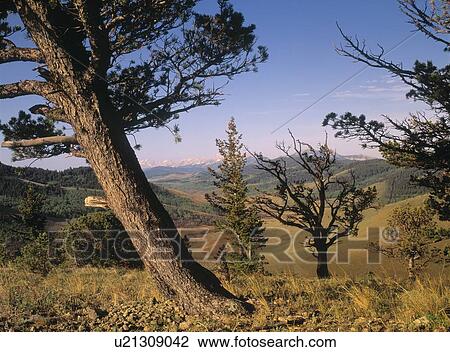 Limber Pine, Whaleback Ridge, Alberta, Canada View Large Photo Image Stock Image - Limber Pine, Whaleback Ridge, Alberta, Canada. Fotosearch