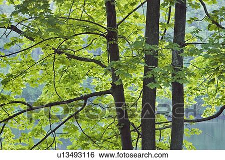 Stock Photograph - Maple Trees at Dufferin Island Nature Park - Niagara Falls, Ontario, Canada. Fotosearch