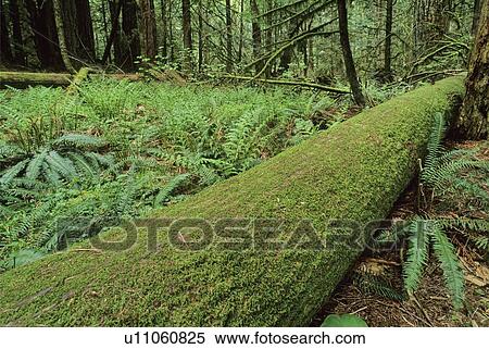 Mossy log and Boston ferns in West Coast rainforest, Vancouver Island, BC Canada View Large Photo Image Stock Photography - Mossy log and Boston ferns in West Coast rainforest, Vancouver Island, BC Canada. Fotosearch