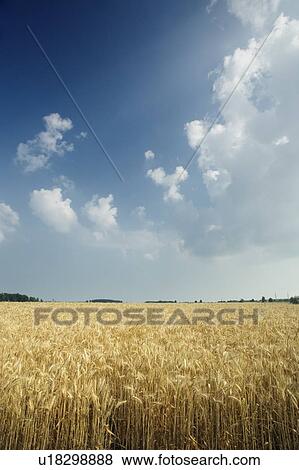 Stock Photo - Oat crop - Haldimand County - Niagara Peninsula, Ontario, Canada. Fotosearch