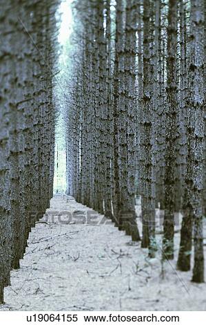 Stock Photography - Pine trees, Barrie, Ontario.. Fotosearch