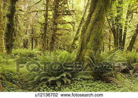 Quinault Rainforest, Olympic National Park, Olympic Penninsula, Washington, USA View Large Photo Image Stock Image - Quinault Rainforest, Olympic National Park, Olympic Penninsula, Washington, USA. Fotosearch