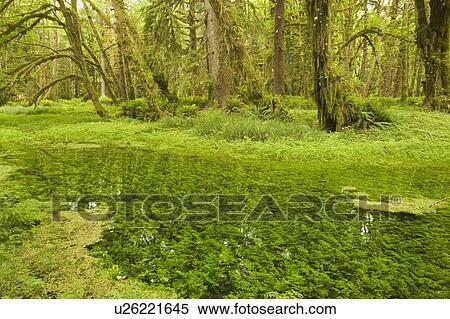 Quinault Rainforest, Olympic National Park, Olympic Peninsula, Washington, USA View Large Photo Image Stock Photography - Quinault Rainforest, Olympic National Park, Olympic Peninsula, Washington, USA. Fotosearch
