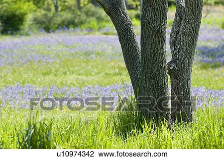 Stock Image - Rare garry oak ecosystem and common camas (camassia quamash) in Victoria, BC. Fotosearch