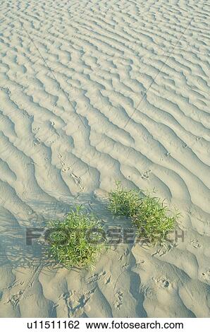 Ripples, kangaroo rat tracks and beetle tracks on active dune, Great Sand Hills, Southwestern Saskatchewan, Canada View Large Photo Image Stock Image - Ripples, kangaroo rat tracks and beetle tracks on active dune, Great Sand Hills, Southwestern Saskatchewan, Canada. Fotosearch