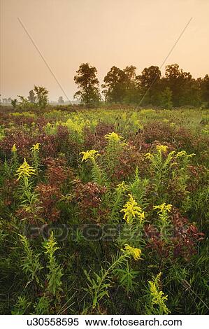 Stock Photography - Rural Scenic, Alberta, Canada. Fotosearch