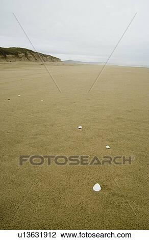 Sandy beach and white shells on a foggy day, Oregon Coast, Oregon, USA View Large Photo Image Stock Image - Sandy beach and white shells on a foggy day, Oregon Coast, Oregon, USA. Fotosearch
