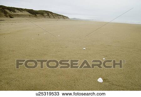 Stock Image - Sandy beach and white shells on a foggy day, Oregon Coast, Oregon, USA. Fotosearch