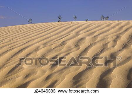 Skeletal trees overtaken by shifting dunes, Great Sand Hills, Southwestern Saskatchewan, Canada View Large Photo Image Stock Image - Skeletal trees overtaken by shifting dunes, Great Sand Hills, Southwestern Saskatchewan, Canada. Fotosearch