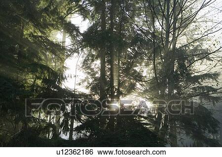 Stock Photograph - Sun rays in fog, West Vancouver, B. C.. Fotosearch