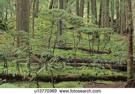 The Emerald Forest, Whistler, BC, is mossy trees View Large Photo Image Stock Photo - The Emerald Forest, Whistler, BC, is mossy trees. Fotosearch
