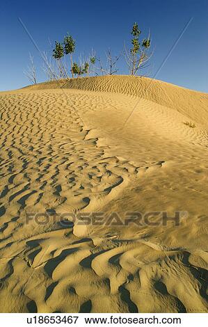 Stock Photo - The Great Sandhills near Sceptre, Saskatchewan. Fotosearch