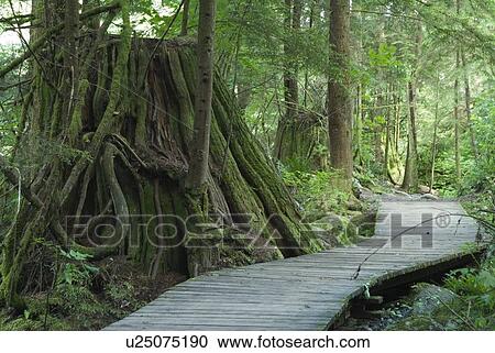 Stock Image - Trail in Lynn Headwaters Park, North Vancouver, British Columbia, Canada. Fotosearch