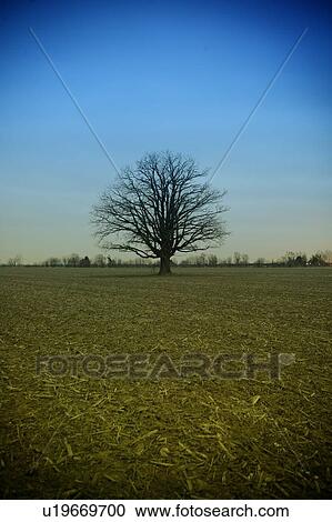 Stock Image - Tree in middle of field, Saskatchewan, Canada. Fotosearch